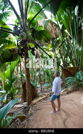 Les touristes s'émerveiller de la végétation luxuriante de la Vallée de Mai, réserve naturelle unique sur l'île de Praslin avec le CoCo de mer, les DRP Banque D'Images