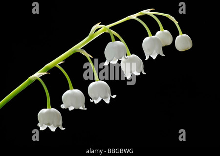 Le muguet (Convallaria majalis) Banque D'Images