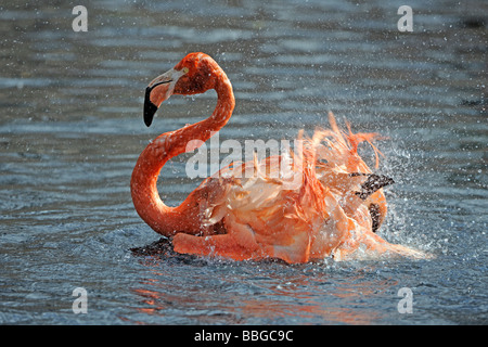 American Flamingo ou Caraïbes Flamingo (Phoenicopterus ruber ruber), prendre un bain dans l'eau Banque D'Images