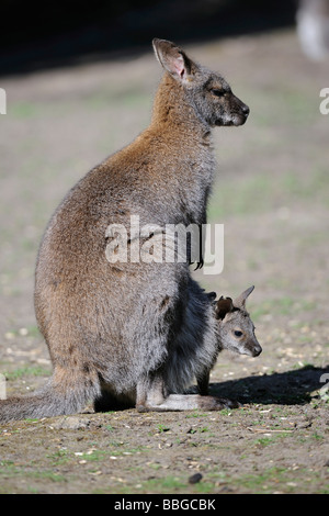 Red-necked Wallaby (Macropus rufogriseus), avec les jeunes en sachet, Australie Banque D'Images