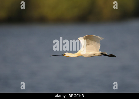 L'Ibis falcinelle (Plegadis falcinellus) en vol Banque D'Images