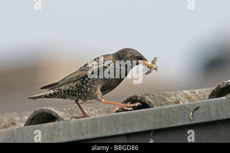 L'Étourneau sansonnet (Sturnus vulgaris) avec de la nourriture pour les jeunes Banque D'Images