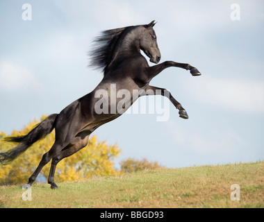 Morgan Horse stallion sur horizon d'élevage Banque D'Images