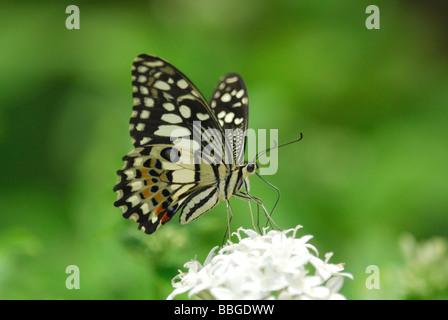 Papillon Papilio demoleus Lime se nourrir dans la forêt de mousson Doi Khuntan Parc national du nord de la Thaïlande, mai 2007 Banque D'Images