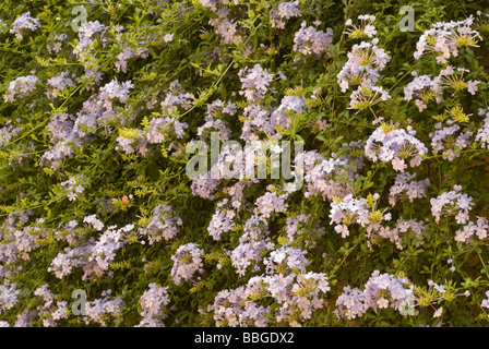 Plumbago auriculata, Rosaceae, l'Afrique Banque D'Images