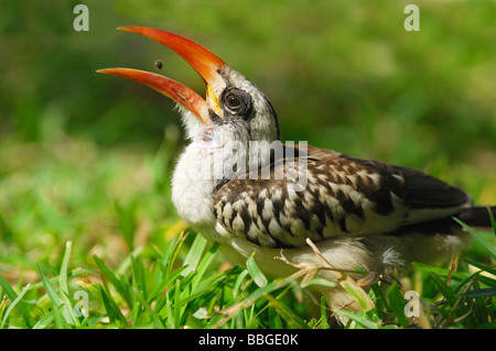 Calao à bec rouge (Tochus erythrorhynchus) se nourrissant de graines en Gambie Banque D'Images