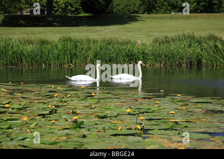 Water Lillies et deux cygnes sur l'étang de l'abbaye de Waverley Surrey England Banque D'Images