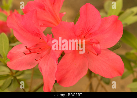 Rhododendron indicum, azalea indica, Ericaceae Banque D'Images