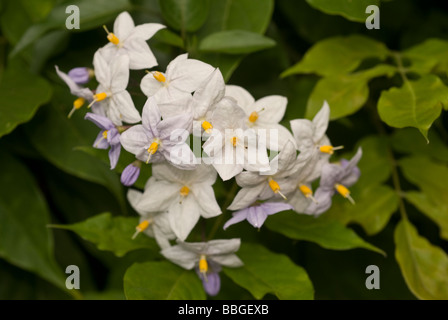 Vigne de pomme de terre (Solanum jasminoides), Brésil, Solanaceae Banque D'Images