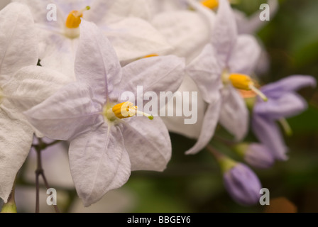 Vigne de pomme de terre (Solanum jasminoides), Brésil, Solanaceae Banque D'Images