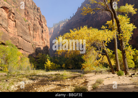 Sentier au Virgin River North Fork, Zion Canyon, Zion National Park, Utah, USA Banque D'Images