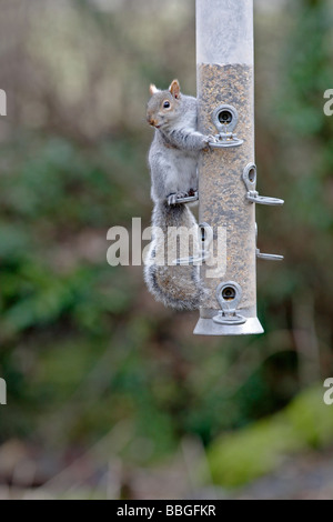 Scirius carolinensis écureuil gris sur l'ALIMENTATION DU CONVOYEUR DE SEMENCES Banque D'Images