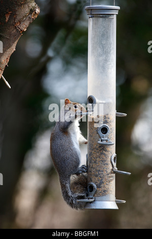 Scirius carolinensis écureuil gris sur l'ALIMENTATION DU CONVOYEUR DE SEMENCES Banque D'Images