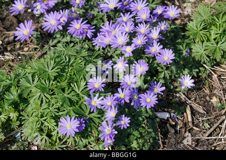 ANEMONE BLANDA BLUE STAR CLOSE UP OF FLOWERS Banque D'Images