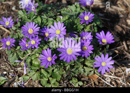 ANEMONE BLANDA BLUE STAR CLOSE UP OF FLOWERS Banque D'Images