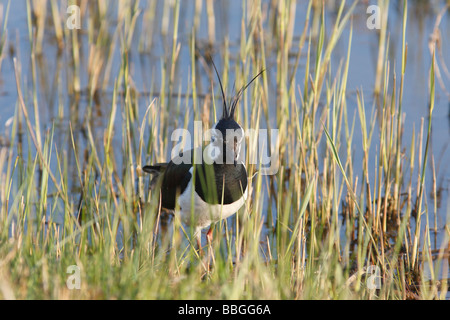 Sociable Vanellus vanellus alimentant à bord de l'eau Banque D'Images