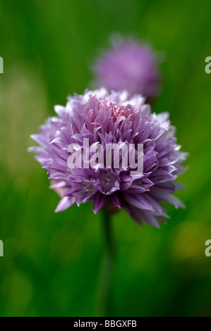 Fleurs de ciboulette Allium schoenoprasum Banque D'Images