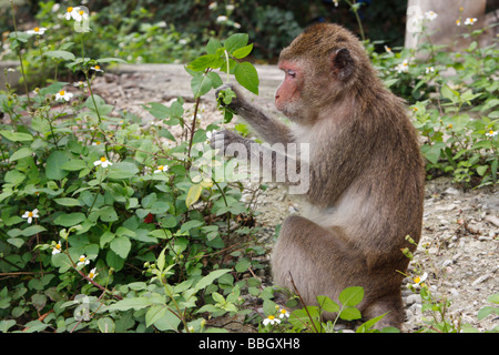 Macaque Rhésus "singe Macaca mulatta [des] séance de manger les feuilles des plantes, Vietnam Banque D'Images