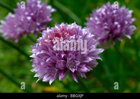 Fleurs de ciboulette Allium schoenoprasum Banque D'Images