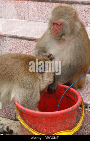 La consommation de mollusques des macaques à partir d'un seau, Vietnam Banque D'Images