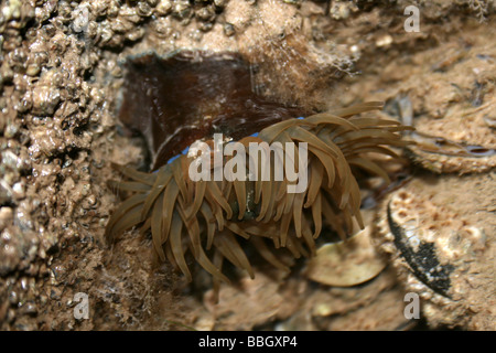 Anémone de mer verte Actinia prasina dans un Rockpool à New Brighton, Wallasey, le Wirral, Merseyside, Royaume-Uni Banque D'Images