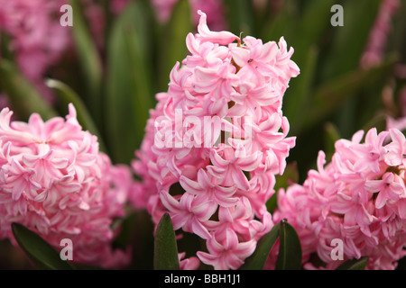 Jacinthe rose fleurs closeup Banque D'Images