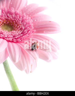 Petite Coccinelle sur fleur rouge Banque D'Images