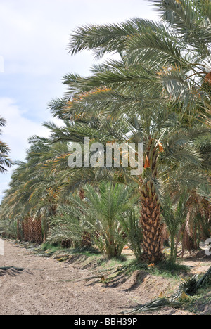 Date de palmiers au Palm Arboretum date palm oasis thermique ferme CA Banque D'Images