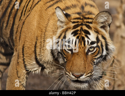 Tigre du Bengale (Panthera tigris tigris) qui traverse la brousse. Parc national de Ranthambore, Inde Banque D'Images