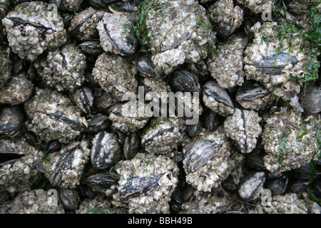 Balane commune incrusté de moules Mytilus edulis sur un rocher à New Brighton, Wallasey, le Wirral, Merseyside, Royaume-Uni Banque D'Images