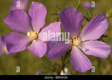 Alyogyne huegelii Hibiscus (bleu), Malvaceae Banque D'Images