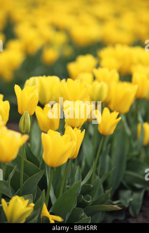 Tulipes jaunes closeup Banque D'Images