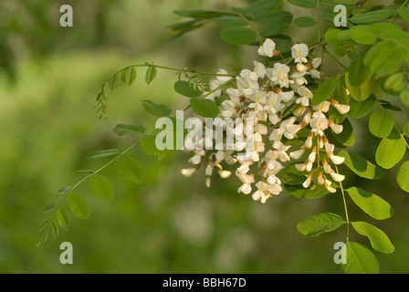 Black Locust Tree, Robinia pseudoacacia, Fabaceae, parc Insugherata, Rome, Latium, Italie Banque D'Images