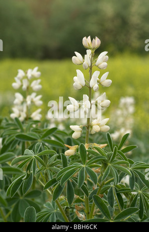 Le lupin blanc (lupinus albus, Fabaceae, parc Insugherata, Rome, Italie Banque D'Images