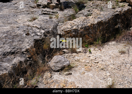 Les surfaces calcaires en défaut dans le Texas Hill Country, USA. Banque D'Images