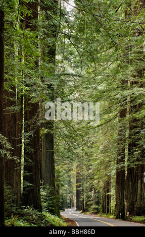 L'Autoroute Redwood en Californie Banque D'Images
