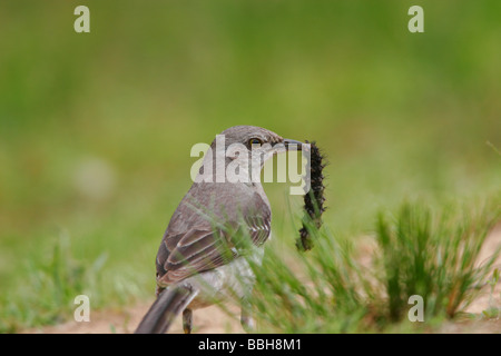 Moqueur polyglotte (Mimus polyglottos) manger une chenille Banque D'Images