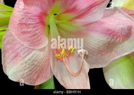 Amaryllis Amaryllis schwarz auf sur noir 18 Banque D'Images