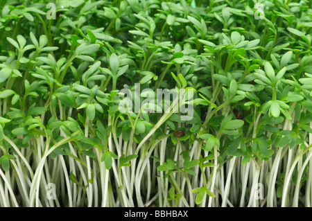 Le cresson alénois, Pepperwort (Lepidium sativum), les jeunes plantes Banque D'Images