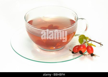 Rose (Rosa sp.), églantier sur la soucoupe de la tasse de thé, studio photo Banque D'Images