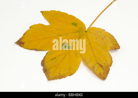 L'érable sycomore (Acer pseudoplatanus), en feuilles couleurs d'automne Banque D'Images