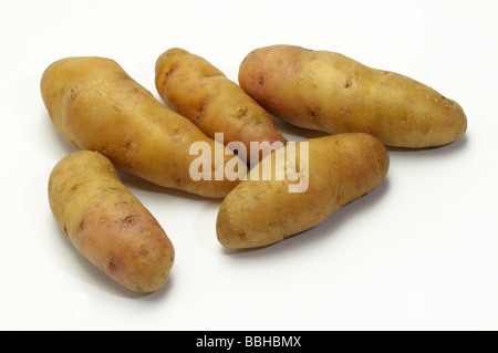 La pomme de terre (Solanum tuberosum), la variété : Bamberger Hoernchen, studio photo Banque D'Images