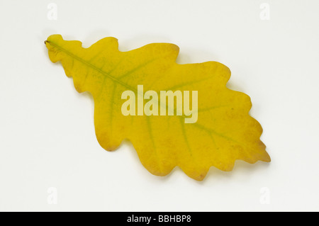 Le chêne rouvre, chêne sessile (Quercus petraea, Quercus sessilis), feuille d'automne, studio photo Banque D'Images