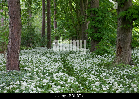 Bois avec tapis de fleurs d'ail sauvage au début du printemps Banque D'Images