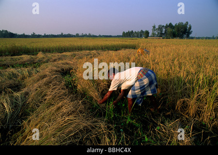 Inde, Bengale occidental, Sunderbans, agriculteur de récolte de riz Banque D'Images