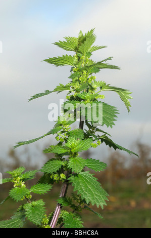 Rapport annuel de l'ortie, l'ortie nain ou petit l'ortie (Urtica urens), flowering plant Banque D'Images