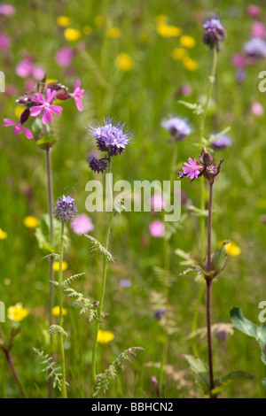 Prairie colorée de fleurs sauvages au printemps Banque D'Images