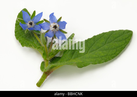 La bourrache (Borago officinalis), fleurs et feuilles, studio photo Banque D'Images