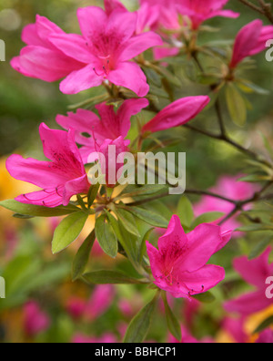 Rhododendron rose Banque D'Images