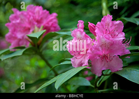 Rhododendron rose Banque D'Images